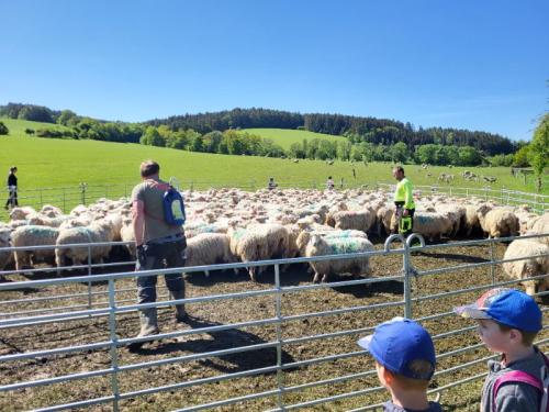 Projekt "Od ovečky po šálu.."